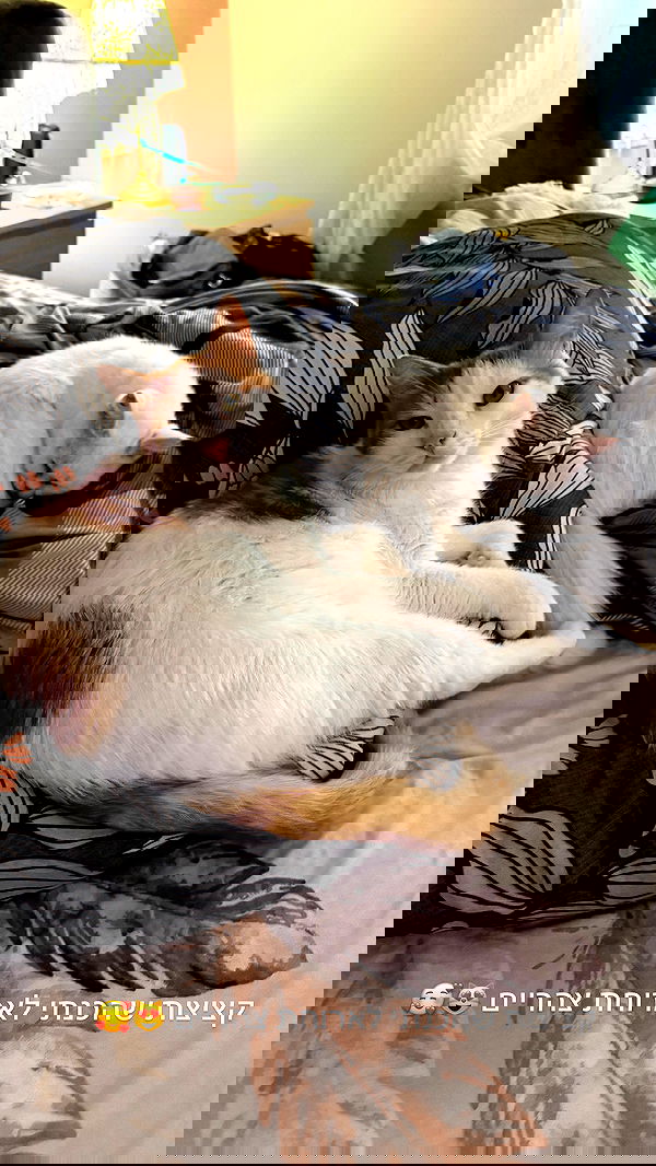 strawberryshanz strawberryshanz archive image