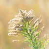 muze Altpins Profile Picture