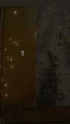 maori_cohen Altpins Profile Picture
