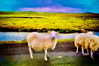 bugz4brainz Altpins Profile Picture