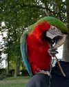 roni_ackerman Altpins Profile Picture