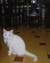 bad.toy Altpins Profile Picture