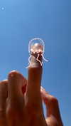 efrat_elmalich Altpins Profile Picture