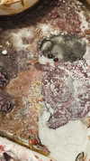 noale7777 Altpins Profile Picture