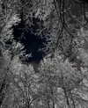 pavuk1_0 Altpins Profile Picture