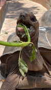 maori_cohen Altpins Profile Picture