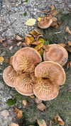 karin_orhov Altpins Profile Picture