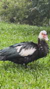 biton__adi Altpins Profile Picture