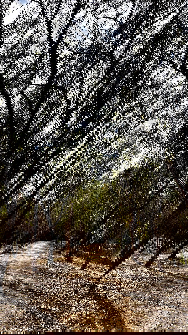 efrat_elmalich image ~ Altpins