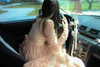 teakitten_ Altpins Profile Picture