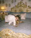 ellianawalmsley Altpins Profile Picture