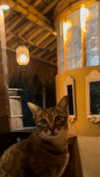 mchllmsn Altpins Profile Picture