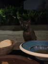 _broock_ Altpins Profile Picture