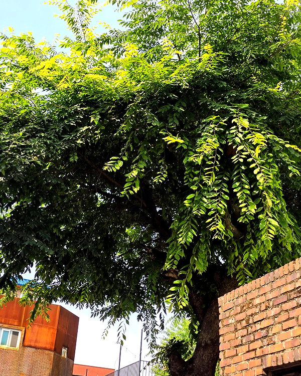 zuhazana instagram image archive image