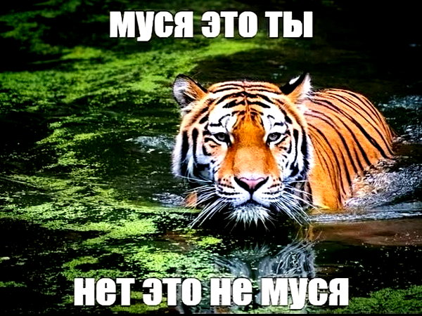 mortimertats instagram image archive image