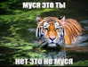 mortimertats Altpins Profile Picture