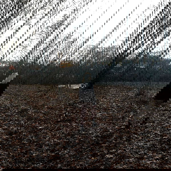 annfigmax image ~ Altpins