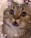 milkiwifey Altpins Profile Picture
