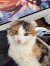 silkton Altpins Profile Picture