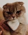 ofri.elul Altpins Profile Picture