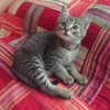 nishymoon_ Altpins Profile Picture