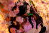 muze Altpins Profile Picture
