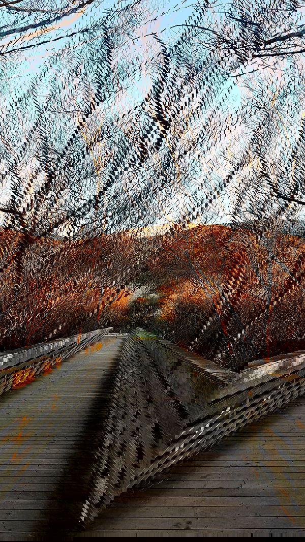 carolinezalog carolinezalog archive image