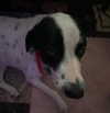 pipssqueakss Altpins Profile Picture
