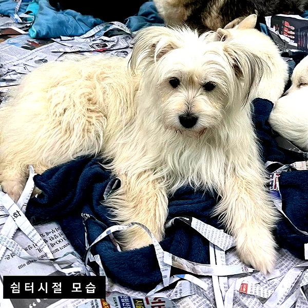 kdsrescue instagram image archive image
