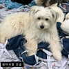 kdsrescue Altpins Profile Picture