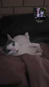 livindeadyaz Altpins Profile Picture