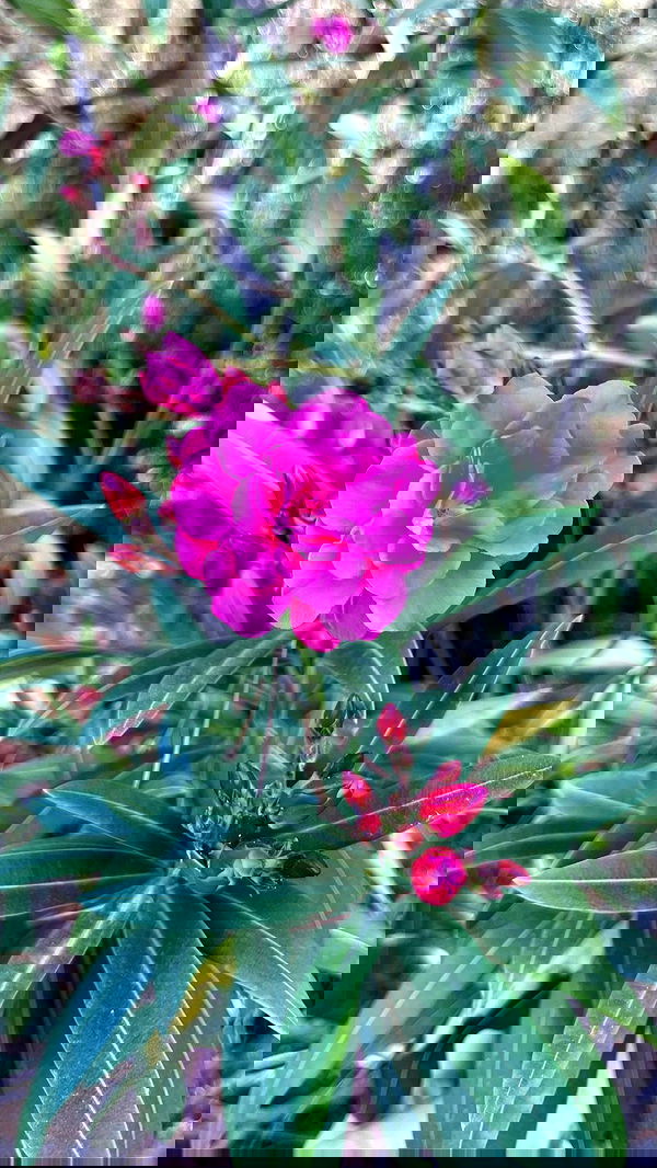 shunli__mei image ~ Altpins