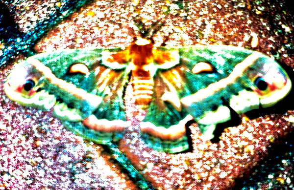 bugz4brainz instagram image archive image