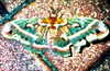 bugz4brainz Altpins Profile Picture