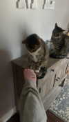 olivia.bolgerr Altpins Profile Picture