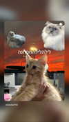 mishel116 Altpins Profile Picture