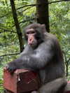 vollkova__ Altpins Profile Picture