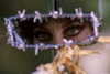 alien.hanna Altpins Profile Picture