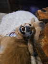 kayyybear_xo Altpins Profile Picture