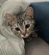 milena_milachich Altpins Profile Picture