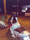 elviksi_07 Altpins Profile Picture