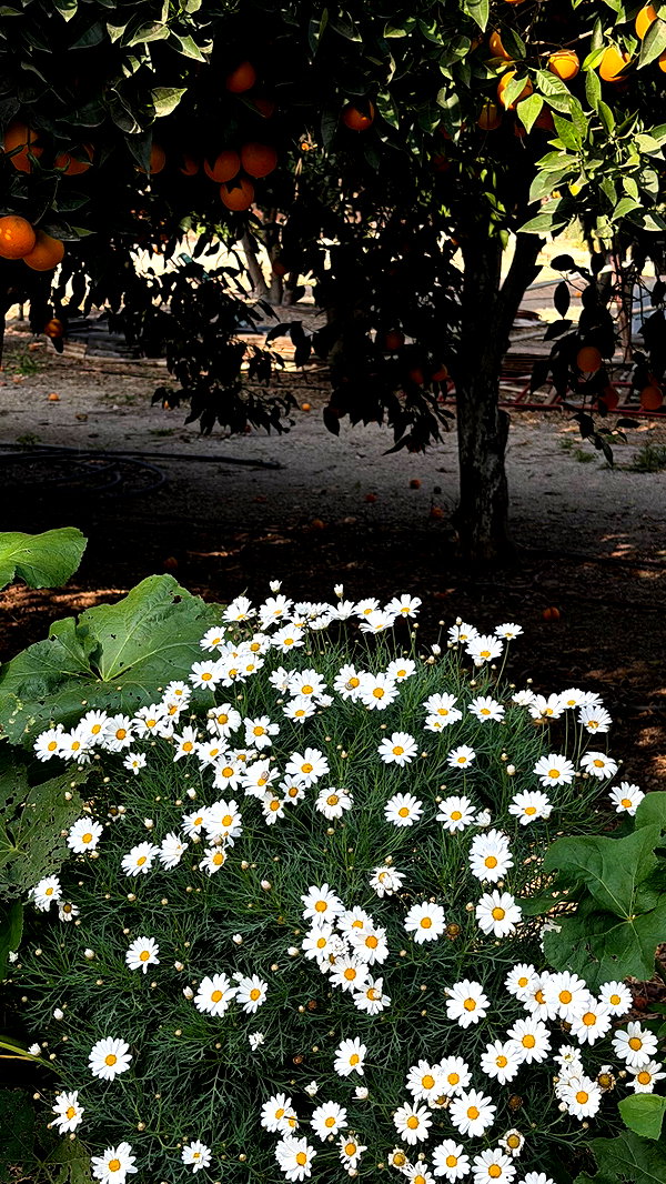 talweisswasser talweisswasser archive image