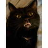 danielle.mercedie Altpins Profile Picture