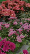 alisen.mari Altpins Profile Picture