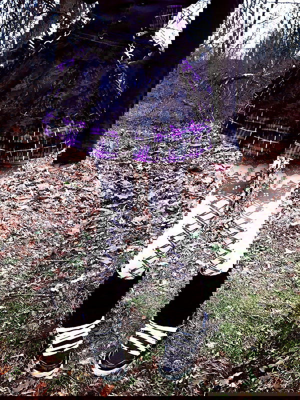 twodollie twodollie archive image