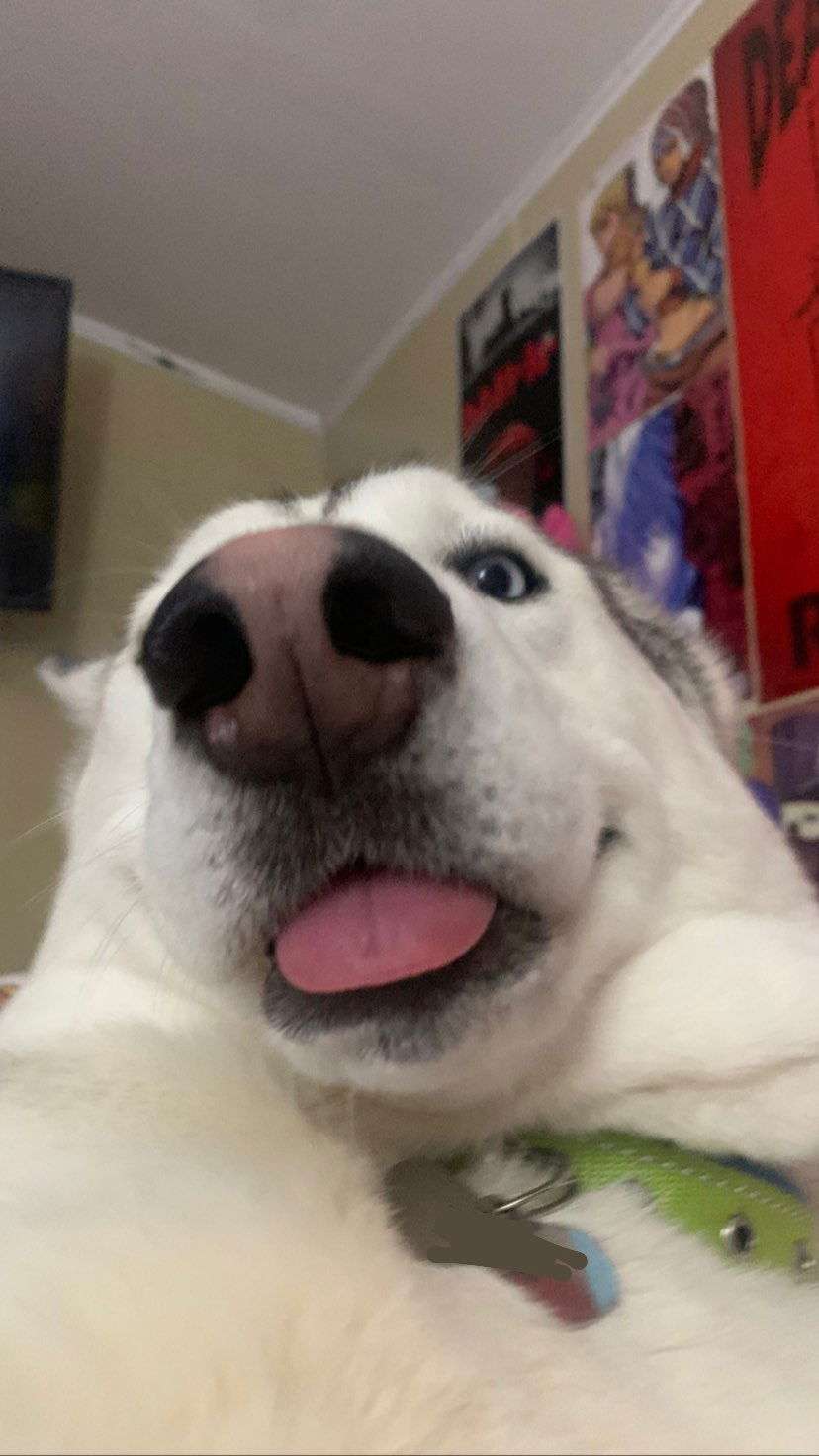 dracuina instagram image archive image