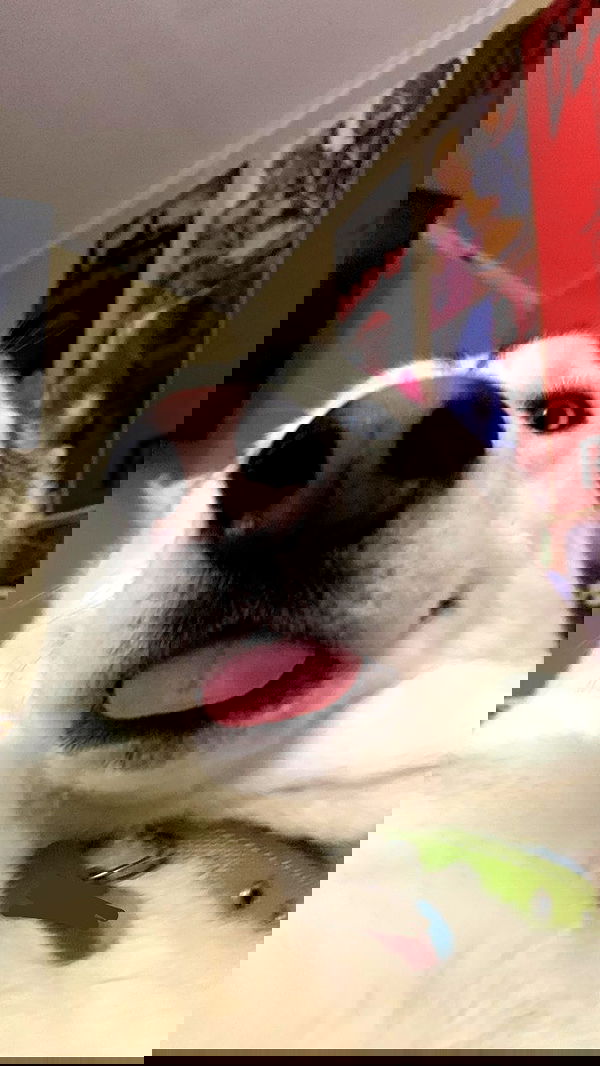 dracuina image ~ Altpins