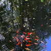 itsnokiiia Altpins Profile Picture