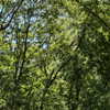 rouxroux.tv Altpins Profile Picture
