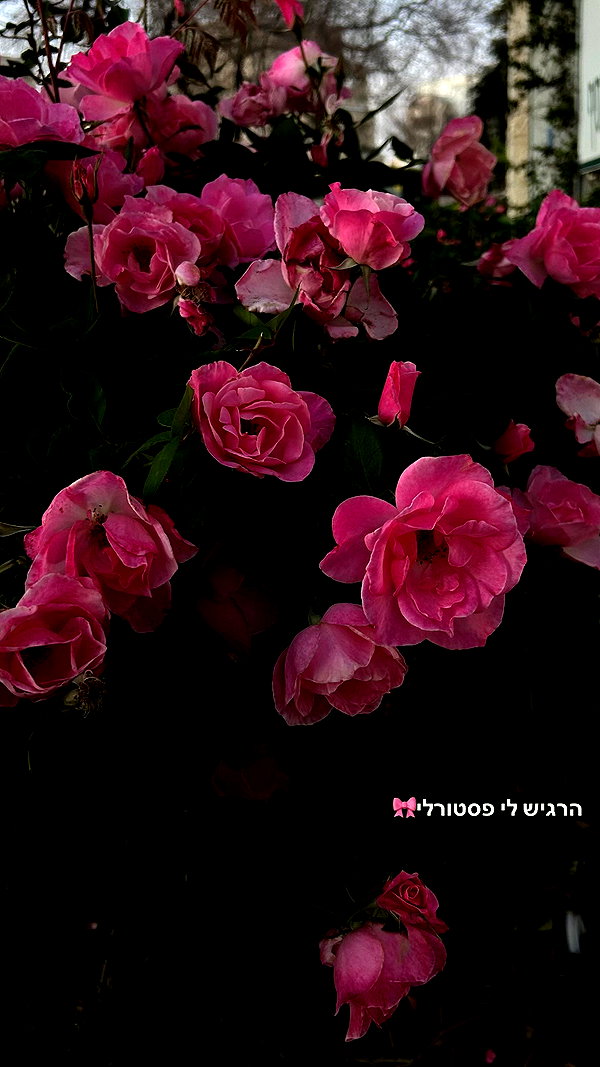agam_nachman instagram image archive image